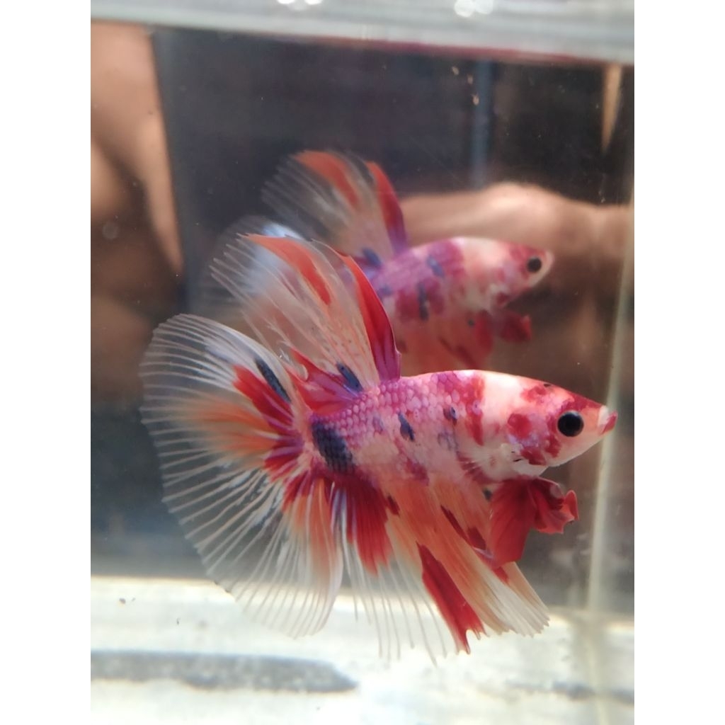 cupang HM multi size $+