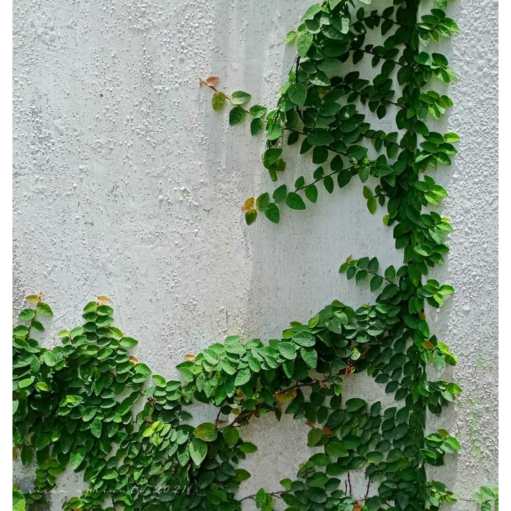 Tanaman rambat dolar mini - tanaman dolar