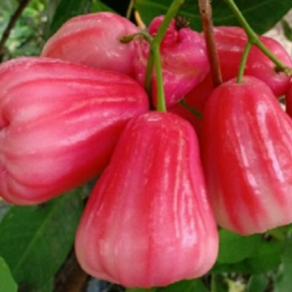 Entres jambu air mutiara