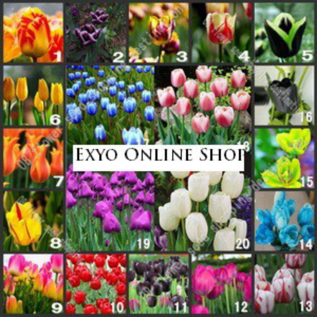 Isi 30 sudah berbentuk umbi tulip Bunga Tulip 20 Jenis berbeda Jenis Mix Campur