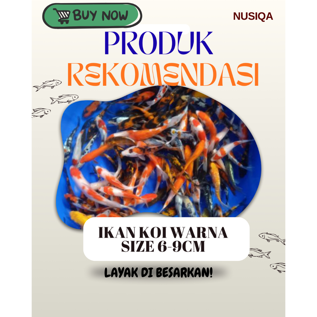 bibit ikan koi size 6-9cm | bibit unggul sangat di rekomendasikan