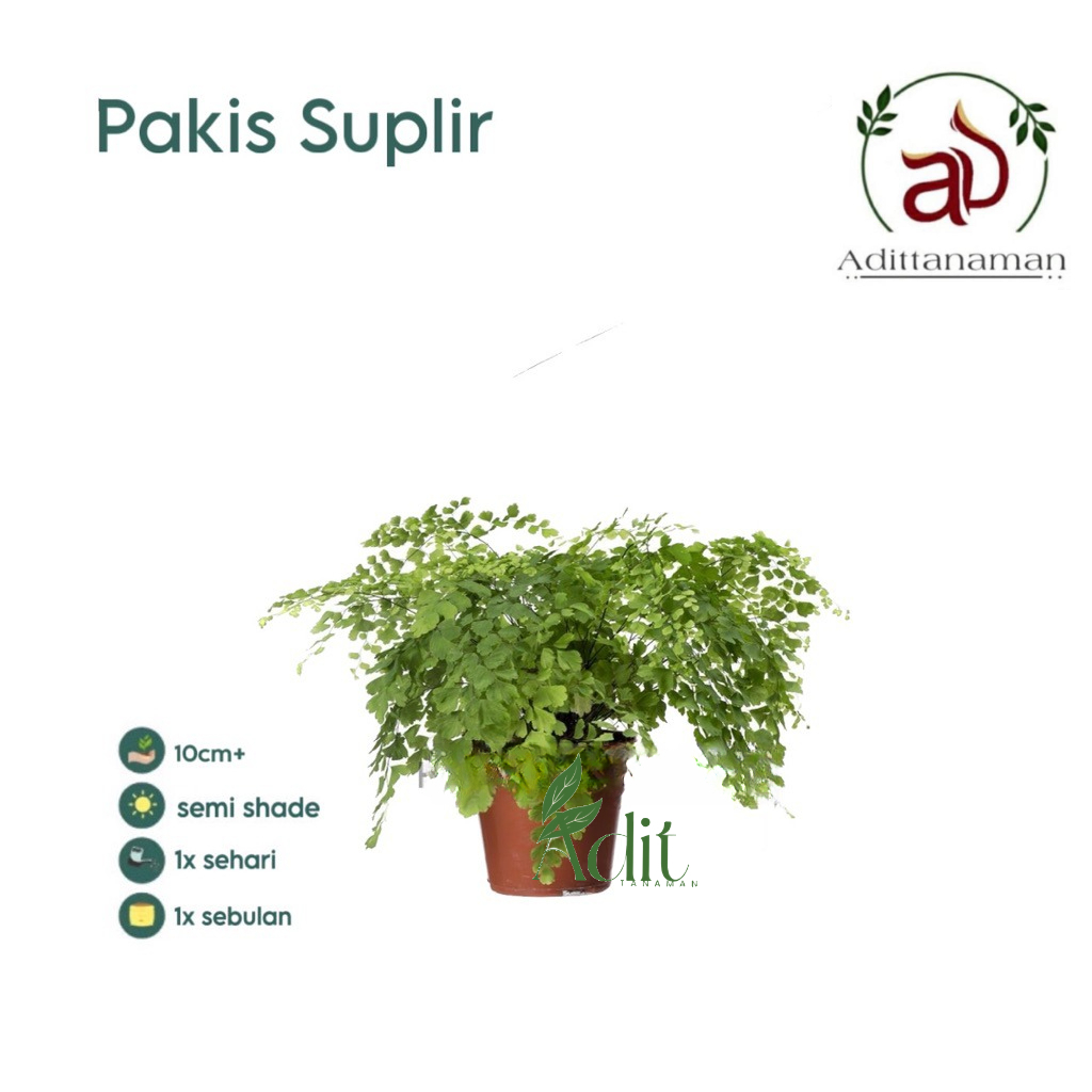 Tanaman suplir - tumbuhan paku pakuan tanaman hias suplir Tumbuhan paku pakuan