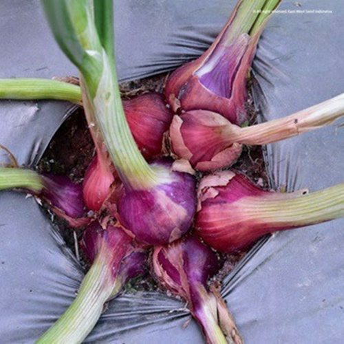 25 Benih Biji Bawang Merah LOKANANTA