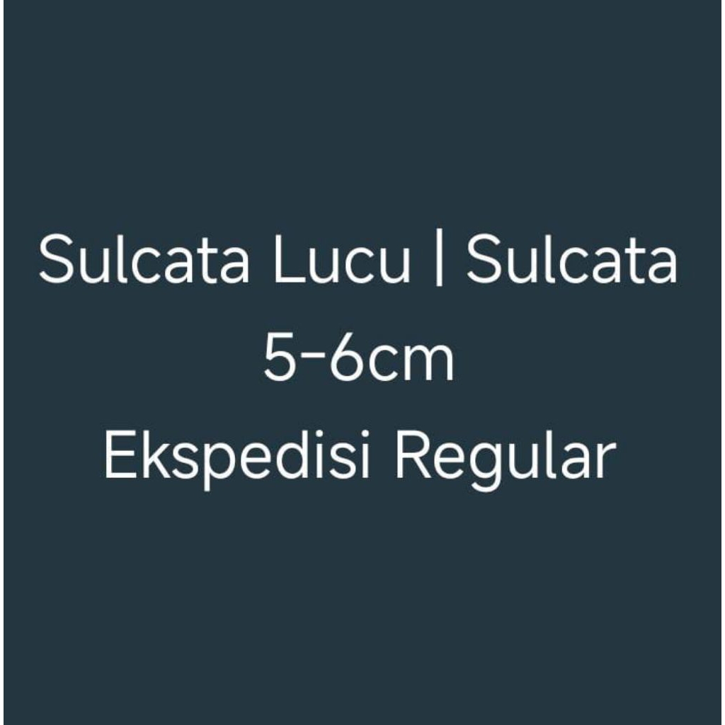 Hiasan Sulcata Lucu | Sulcata