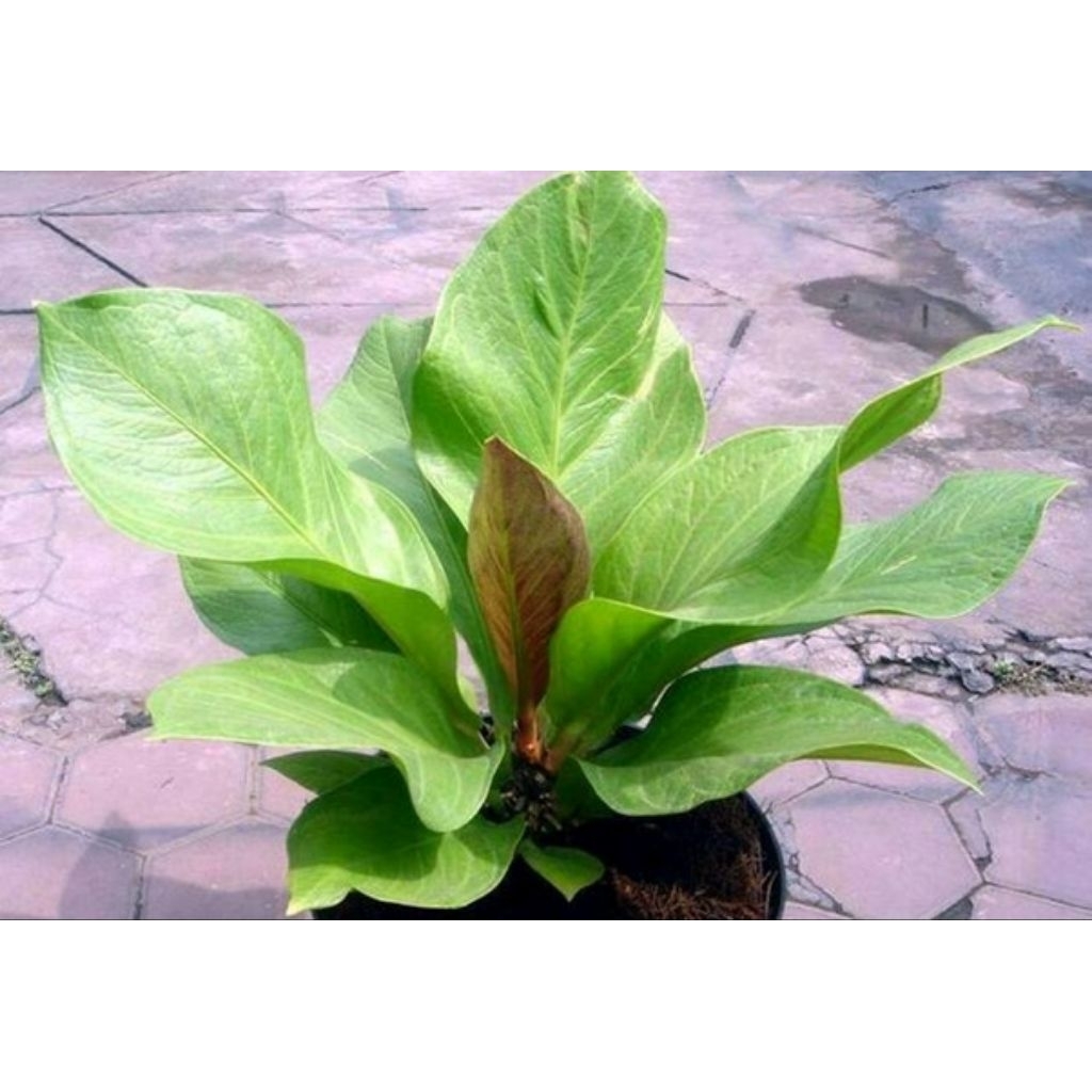 PROMO antorium jemani cobra size jumbo || dekorasi teras dan halaman