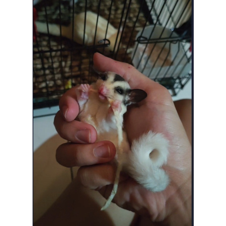 Sugar Glider Platinum Mozaic Leucistic