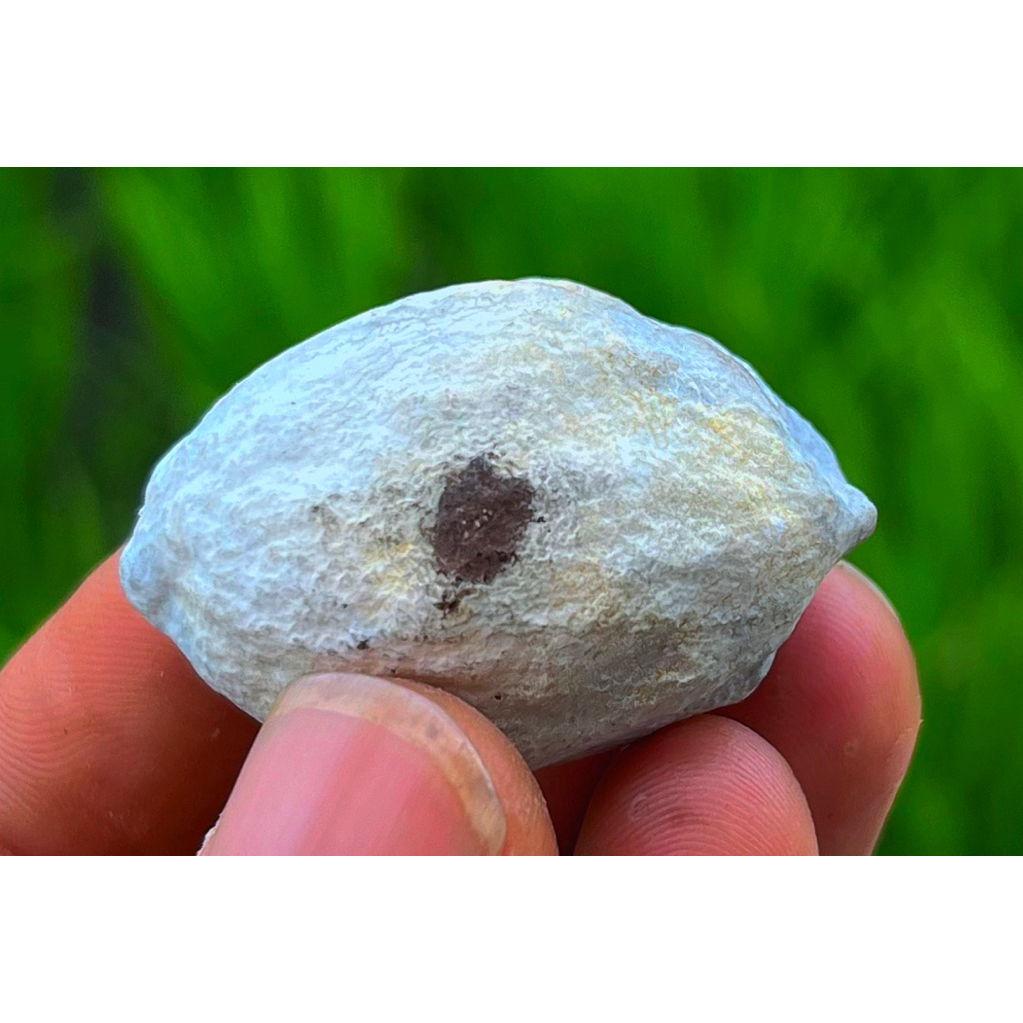 muncang kemiri adu panjangan jenis si BADUN