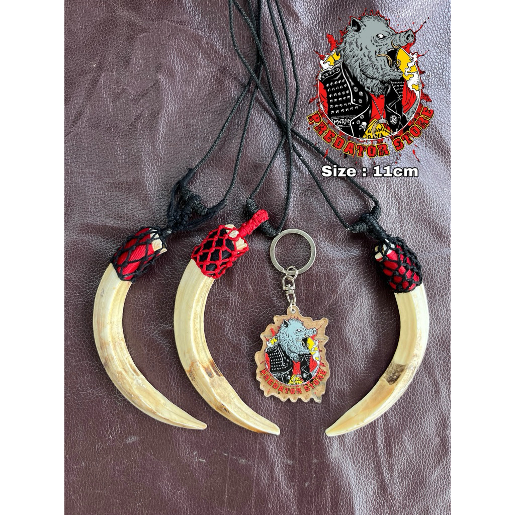 KALUNG ETNIK TARING BABI ORIGINAL 11cm