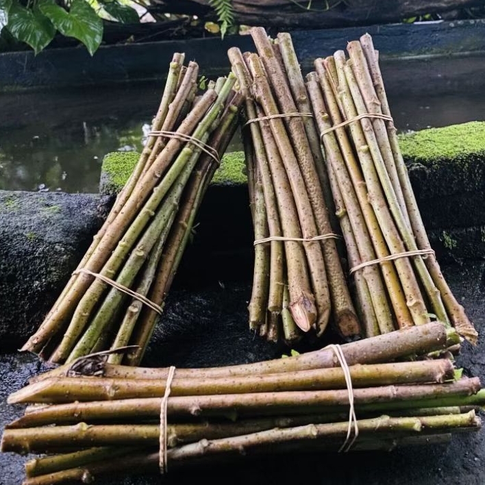Bibit singkong papua/telo papua/pohong papua paket/daun gedhi  hemat 15batang