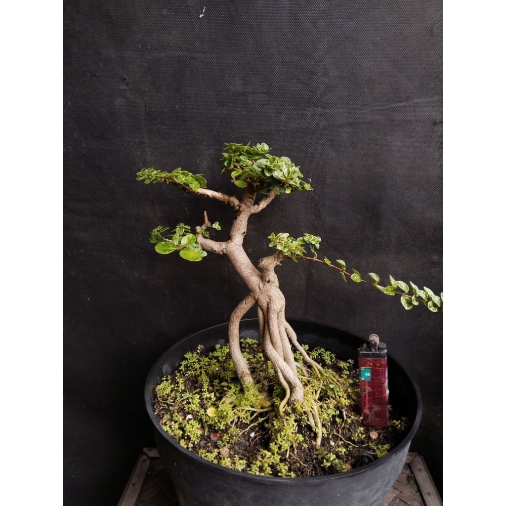Bonsai Sancang Varigata