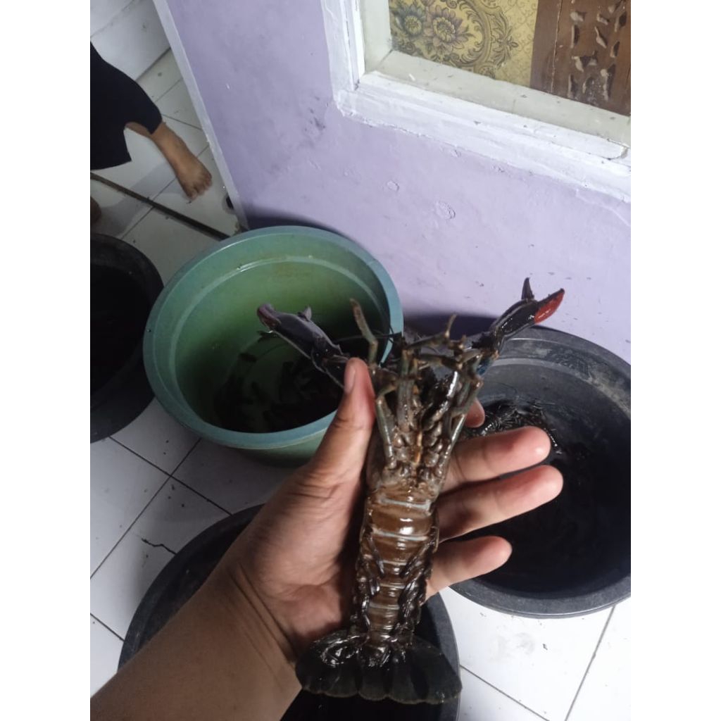 paket 20 lobster air tawar 2-3 inci