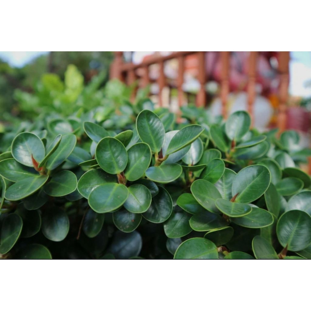 ( Bahan bonsai mini ) Bibit Tanaman Ficus Microphyyla - Beringin Dolar Mangkok Mini - Tanaman Hias B