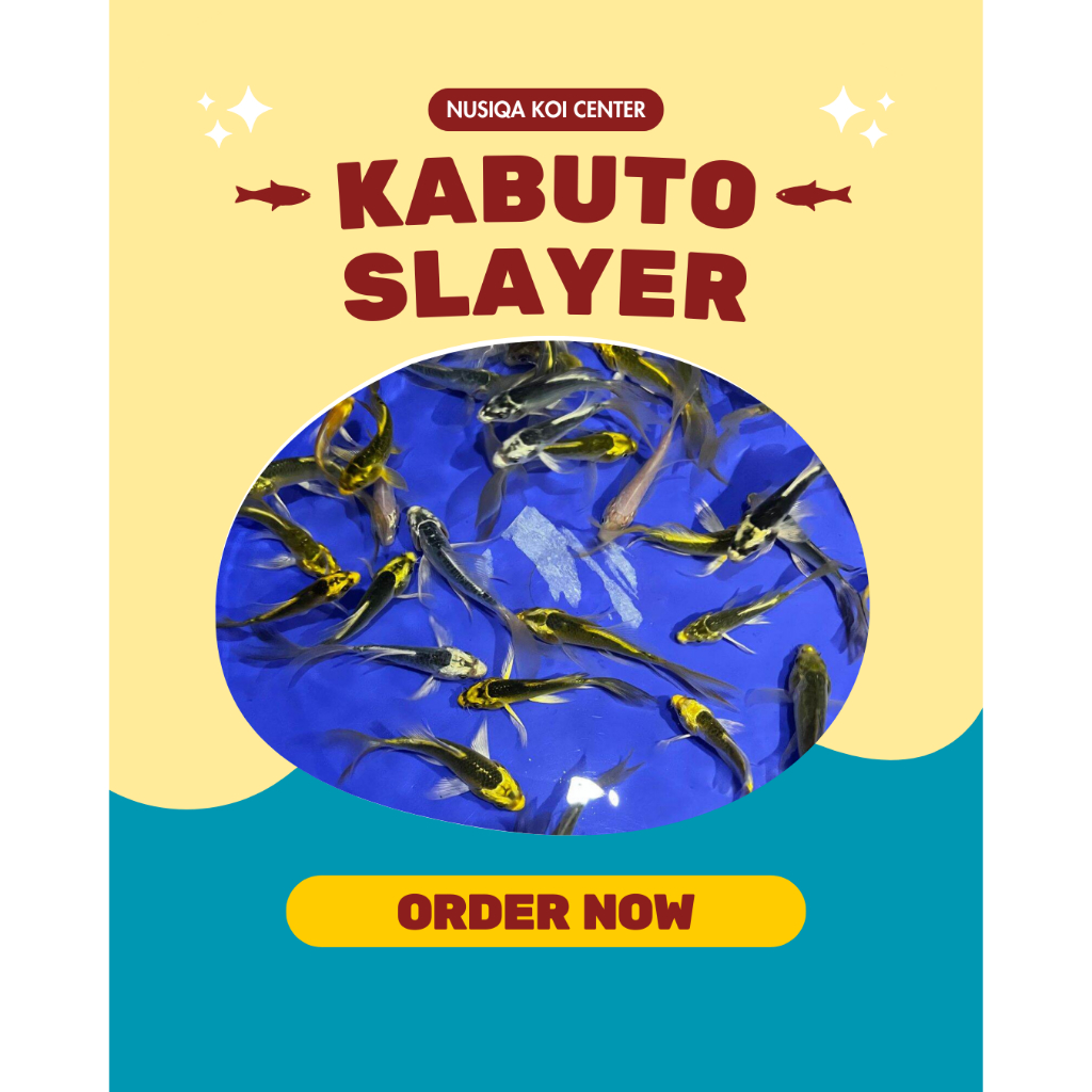 ikan koi kabuto slayer size 10-12cm kuning, putih, merah