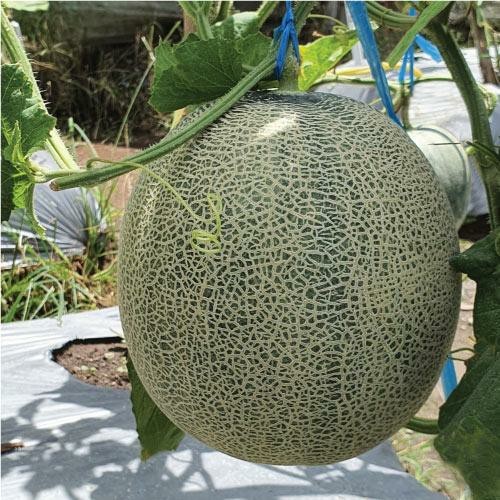 2 Benih Biji Melon TM GAIYA