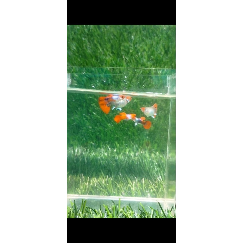 Hiasan aquarium guppy tuxedo koi sb gen ribbon