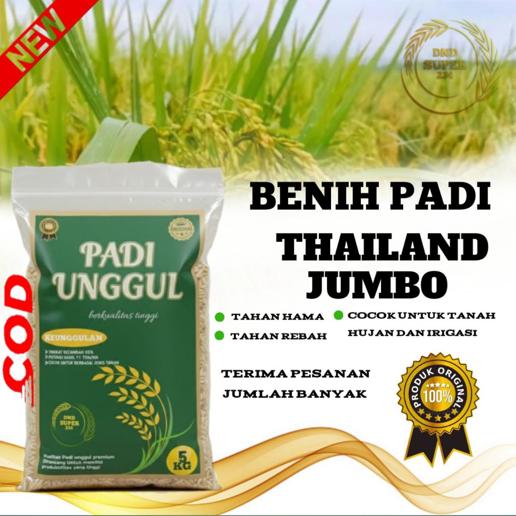 BENIH PADI THAILAND JUMBO BIBIT PADI BERKUALITAS PADI RAJANYA BOBOT