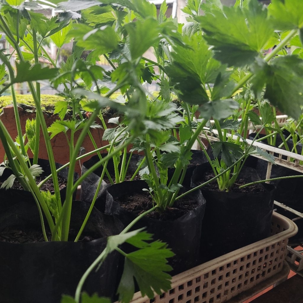 Daun Seledri Tanaman Daun Seledri Daun Sop Sup Bibit Daun Seledri