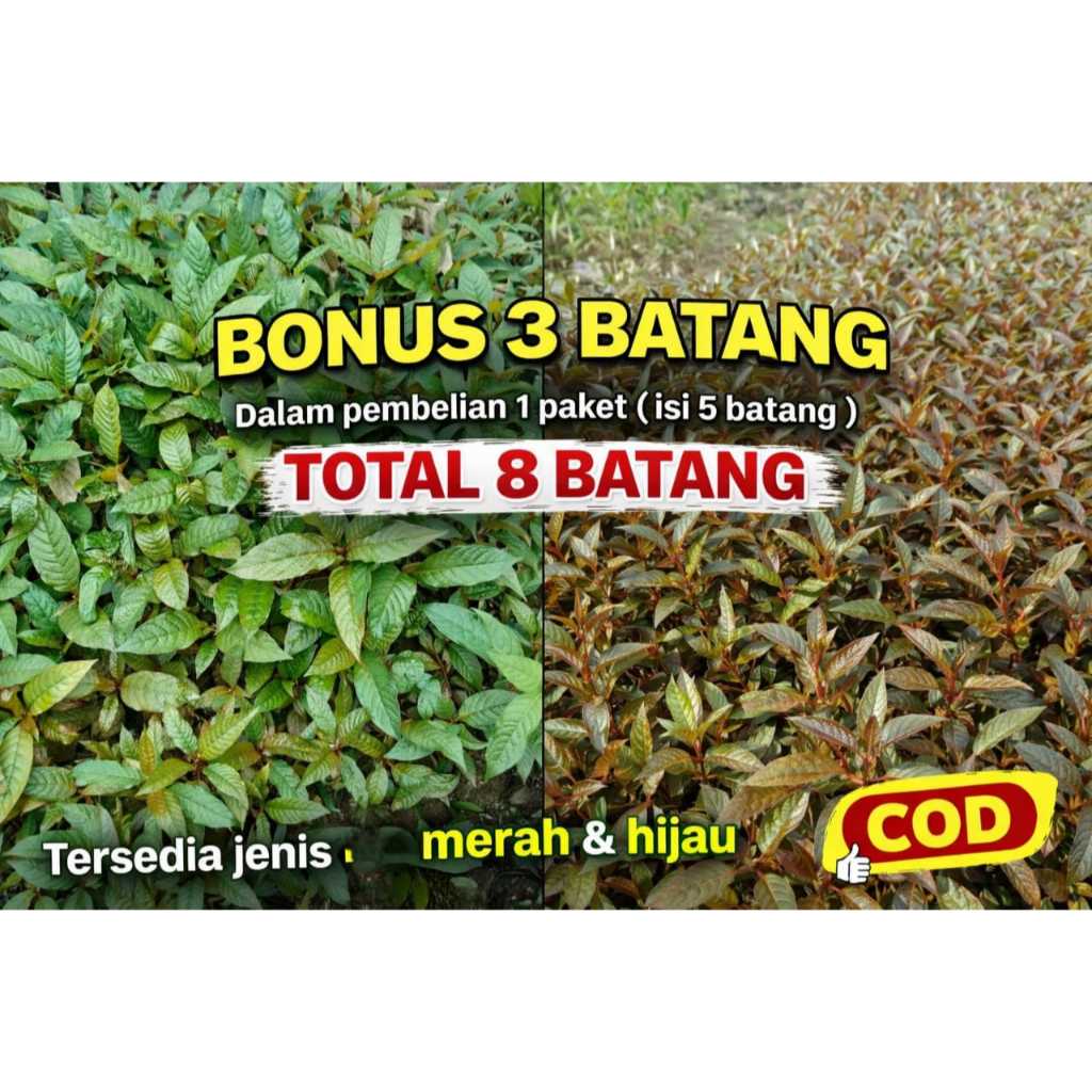 (BISA COD) Bibit pohon teh nusantara asli kalimantan