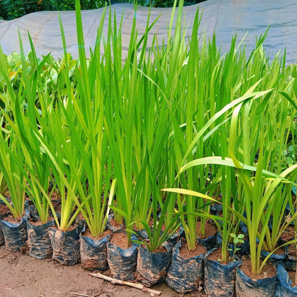 BIBIT TANAMAN HERBAL DLINGO DLINGU RIMBUN SIAP TANAM SEKARANG (BELI 5 GRATIS 1)