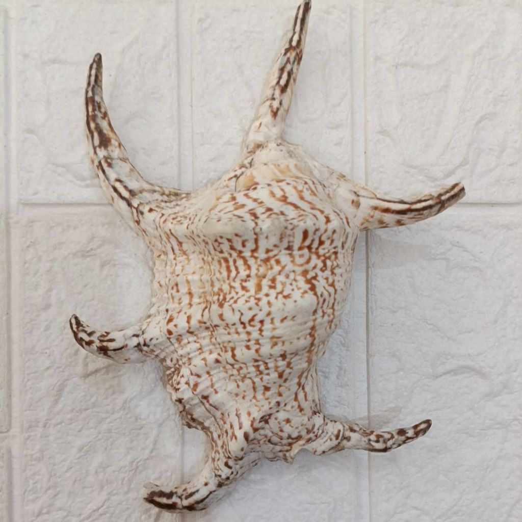 Jual Cangkang Kerang Lambis Harpago Chiraga Male 22,5cm