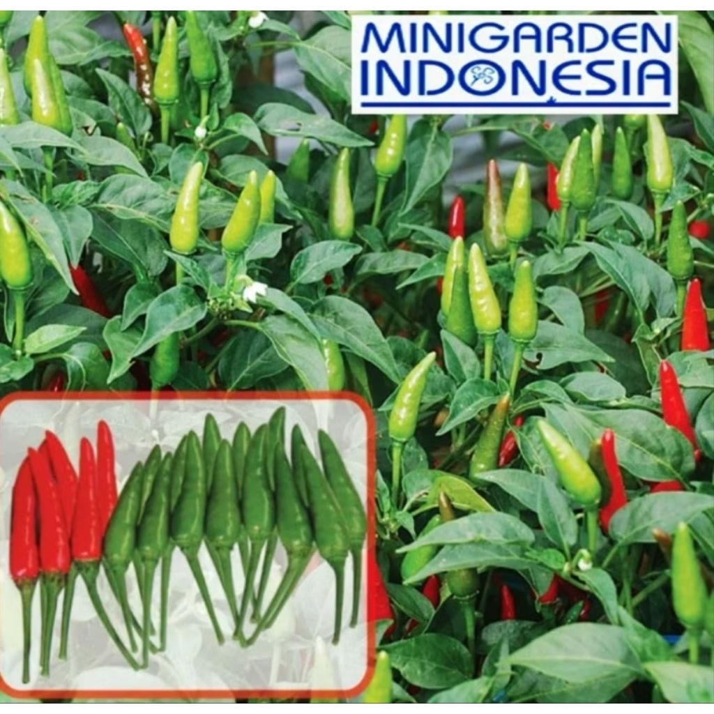 50 Benih Cabai Rawit Hijau Santika F1 bibit tanaman sayur sayuran cabe