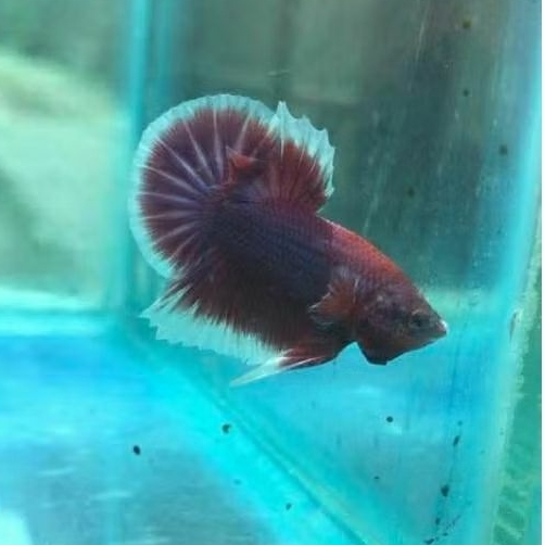 Cupang Lavender Hmpk