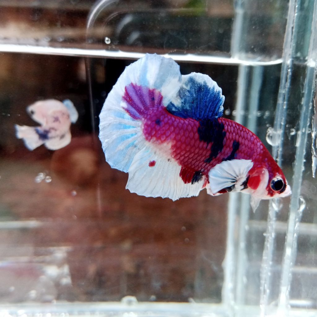 CUPANG DUMBO EAR MULTICOLOR GRADE & TOP GRADE