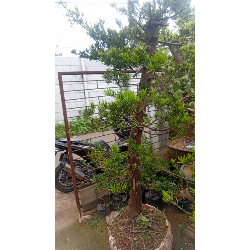 bonsai lohansung cincuan mawar