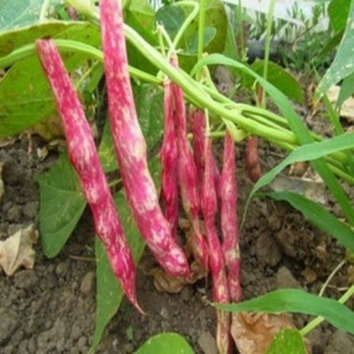 10 Benih Biji KACANG MERAH Lokal