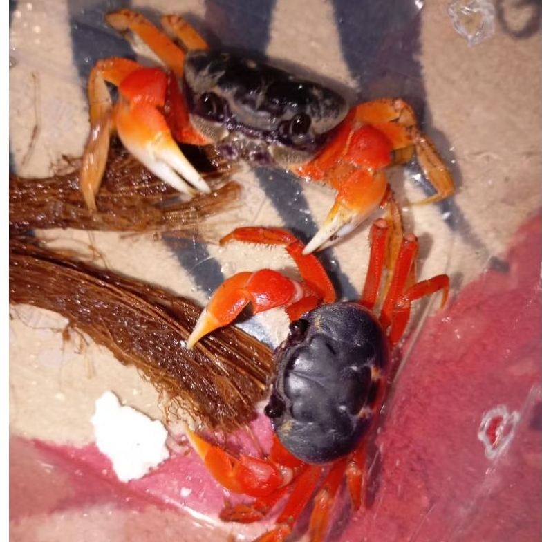 Ikan kepiting Hias air tawar baby Hirtipes /magna/magnum 3-4 cm real