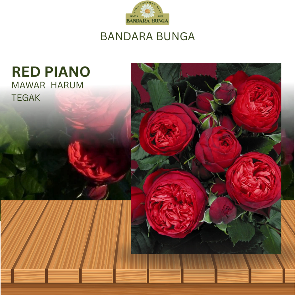 Tanaman Hidup Bunga Mawar Import RED PIANO- Mawar merah-Mawar Import