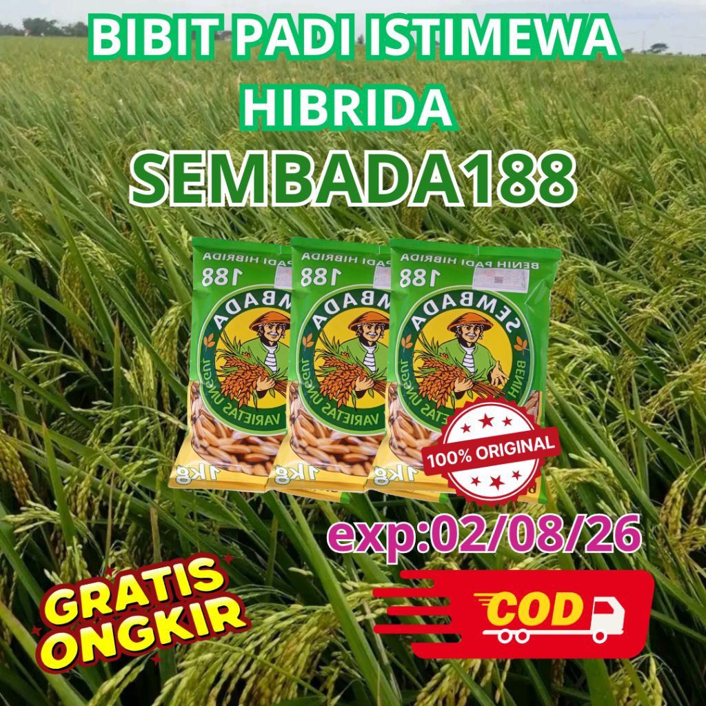 (3KG)BIBIT PADI HIBRIDA SEMBADA 188 POTENSI HASIL PANEN 13TON/HA KUALITAS TINGGI 100% ORIGINAL