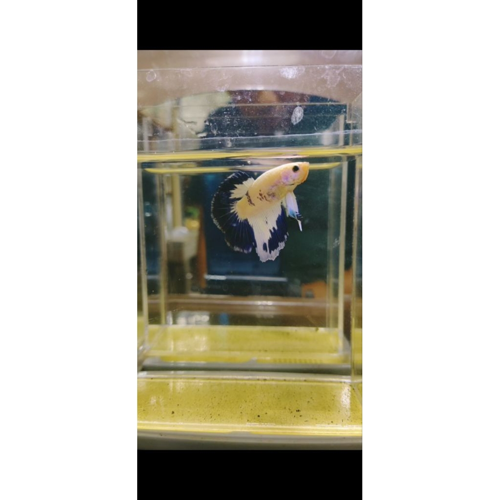 asesoris aquarium cupang