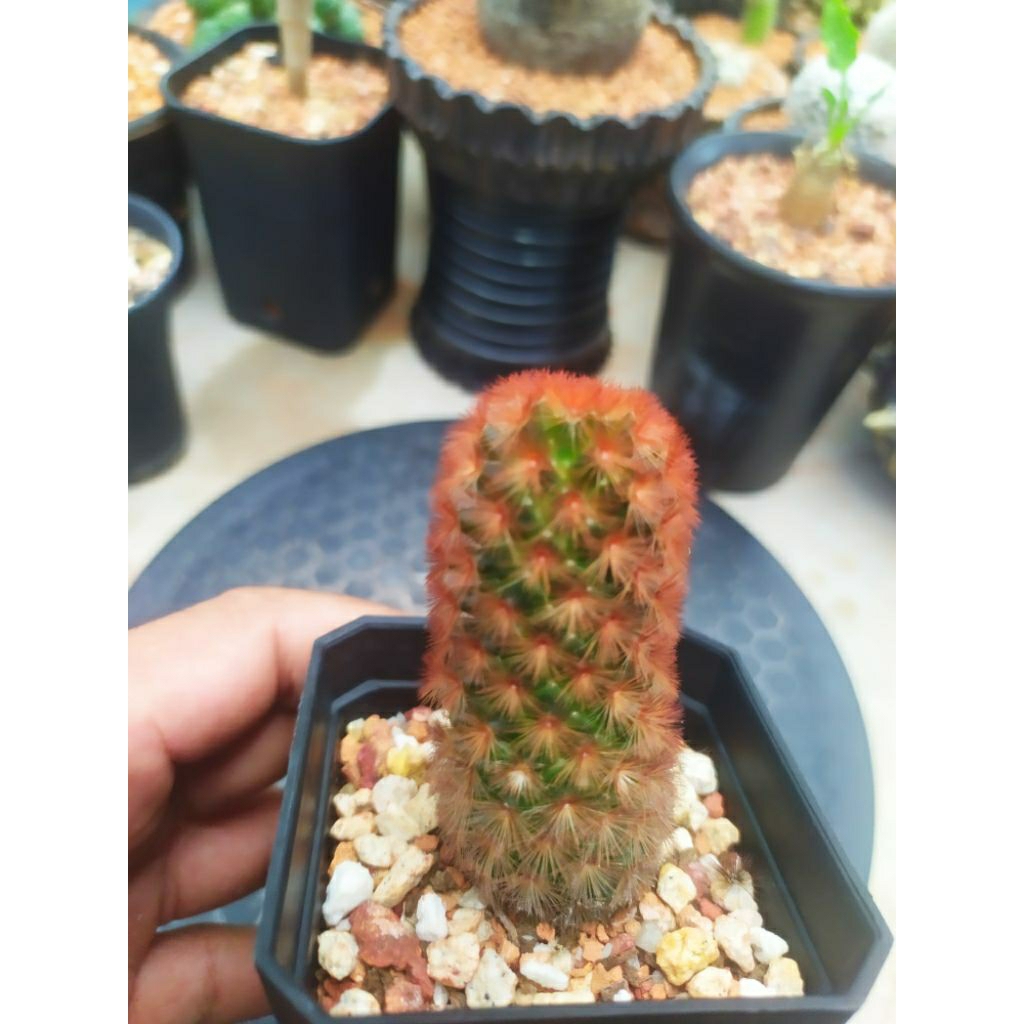 Kaktus Mammillaria Carmenae red