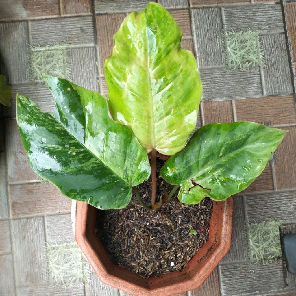 Jungle Fever Varigata