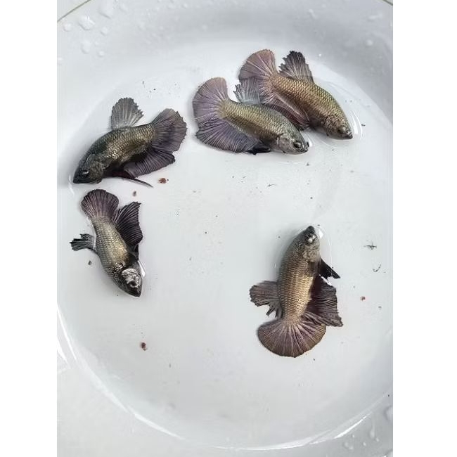 Betta HMPK Green Cooper Male/Female/Mix