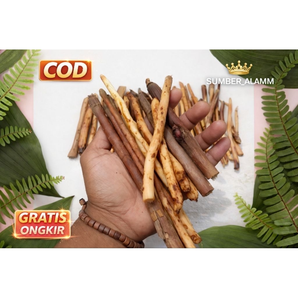 AKAR PINANG SEGAR 100 GRAM AKAR PINANG SEGAR 100 GRAM