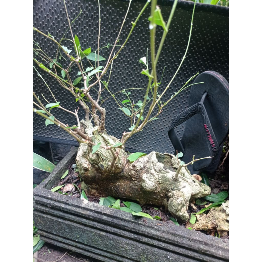 bahan bonsai mentaos sesuai gambar