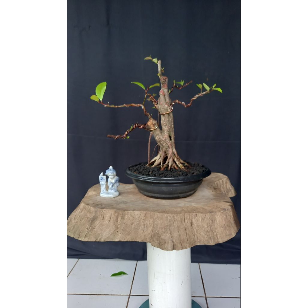 BONSAI POHON IPRIK/IPRIK PUCUK MERAH