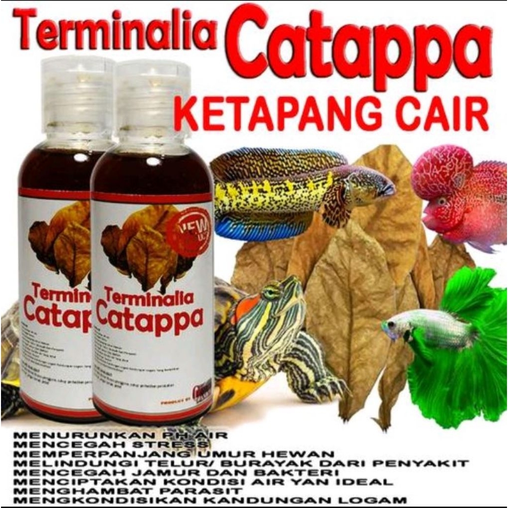 Ketapang cair khusus chana asiatica hf