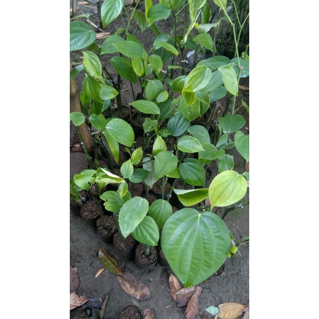 Bibit Lada sambung perdu