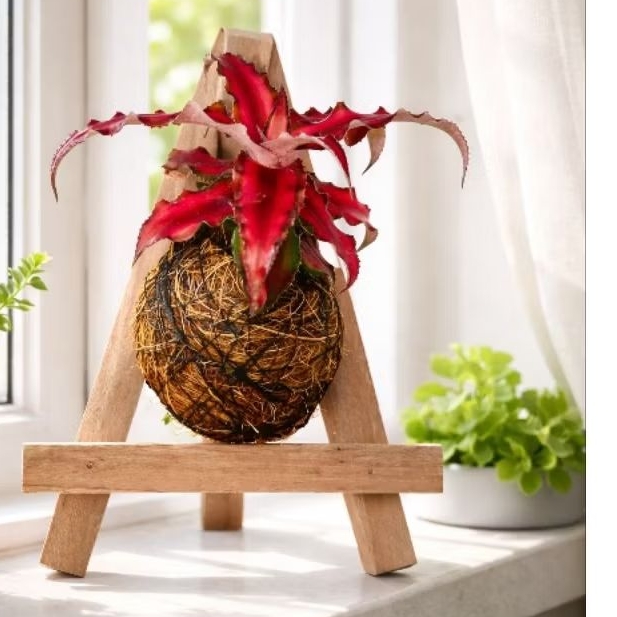 cryptanthus bivitattus Ruby / kokedama cryptanthus bivitattus Ruby / bromelia mini merah / kriptantu