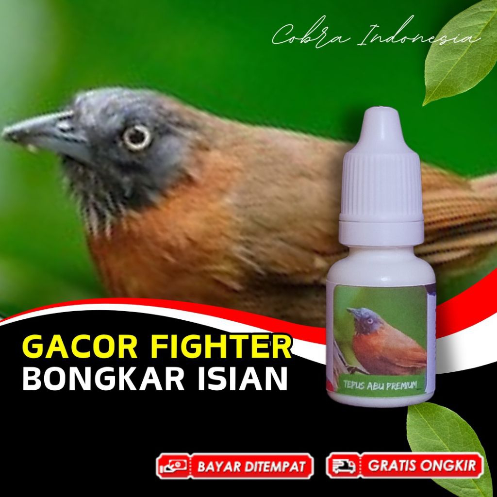 Vitamin Burung Tepus Abu
