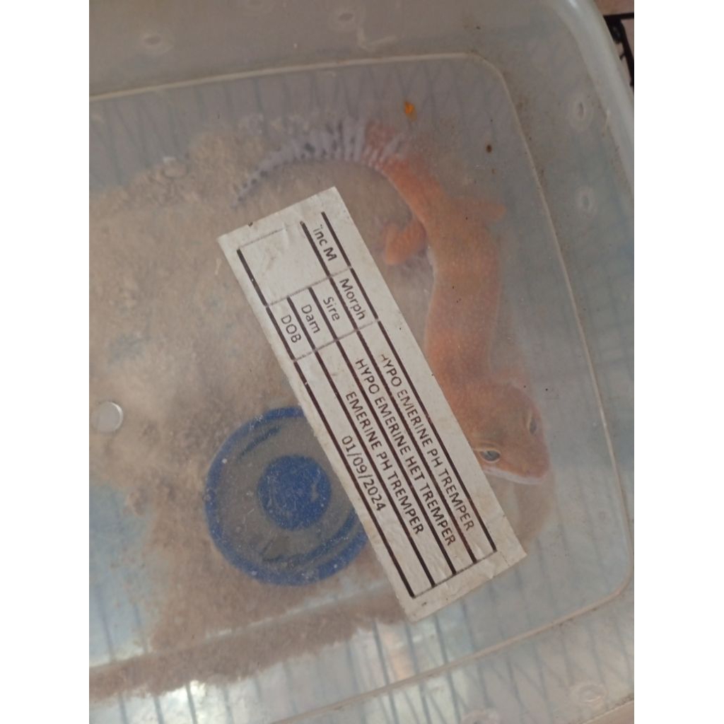 mainan leopard gecko hypo emerine ph tremper