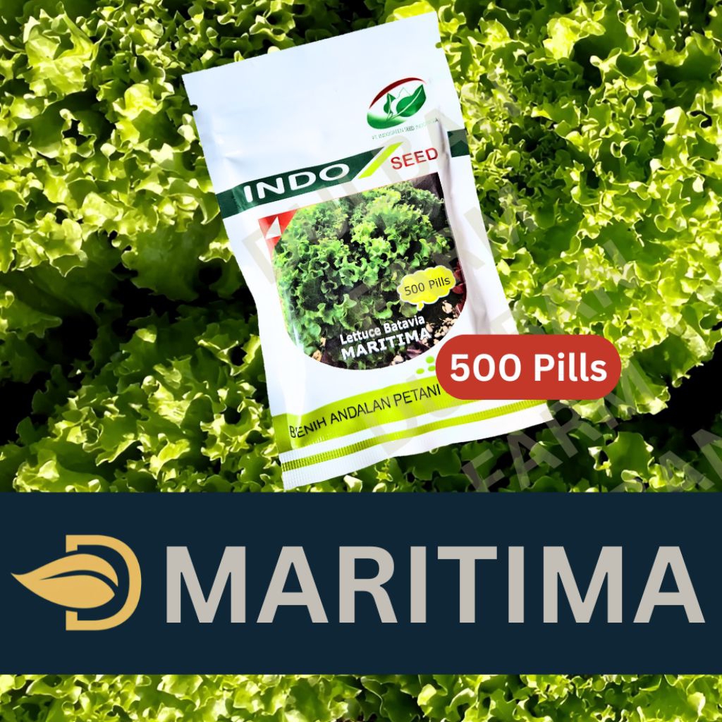 Benih Selada Lettuce Batavia Maritima Indo Seed 500 Pills