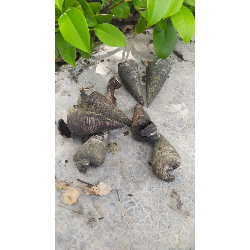 Umpan pancing mancing ikan lele sembilang galatama siput kelorak pesisir keong sedut kerucut