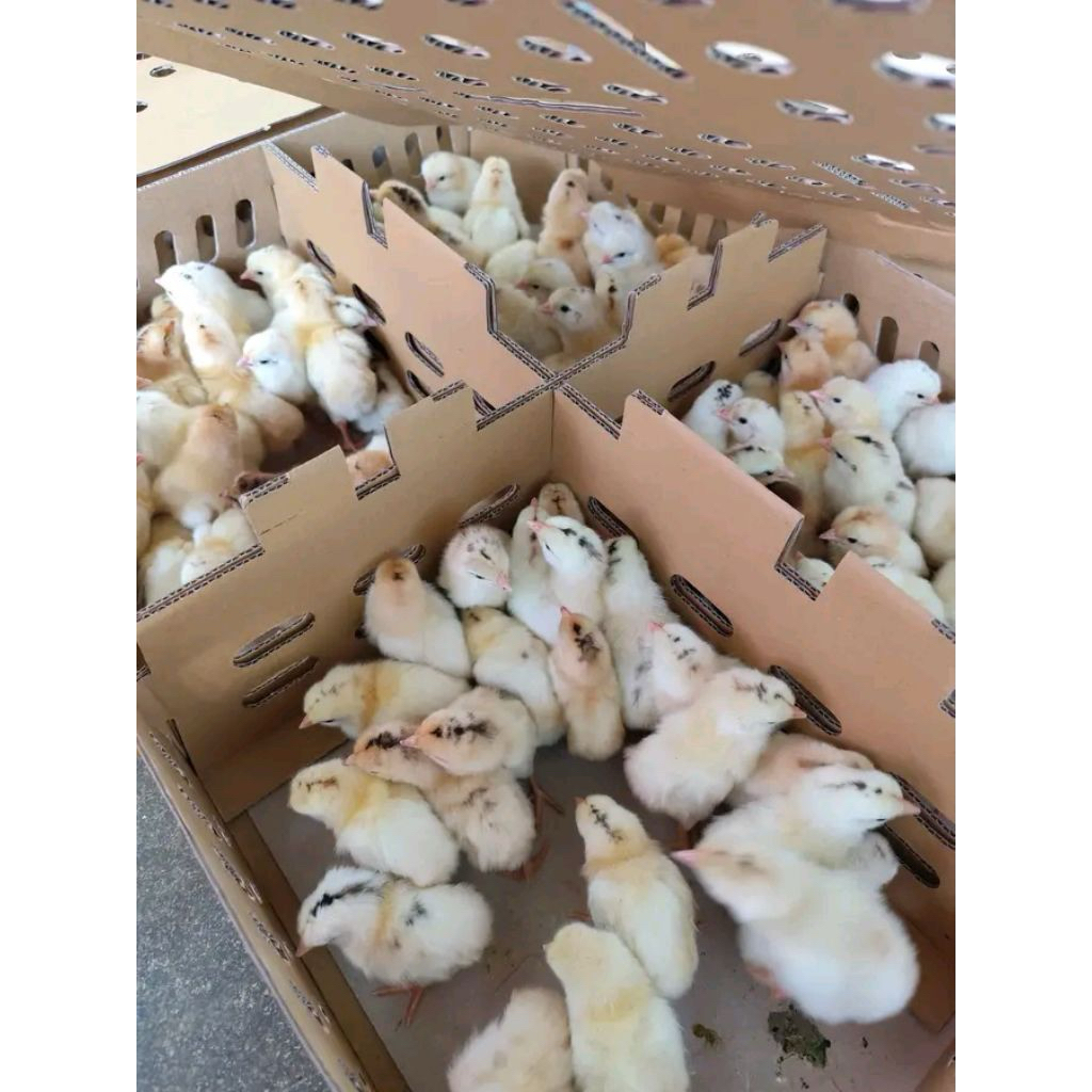 DOC AYAM ELBA/AYAM KAMPUNG PETELUR/AYAM ASLI JEDAH