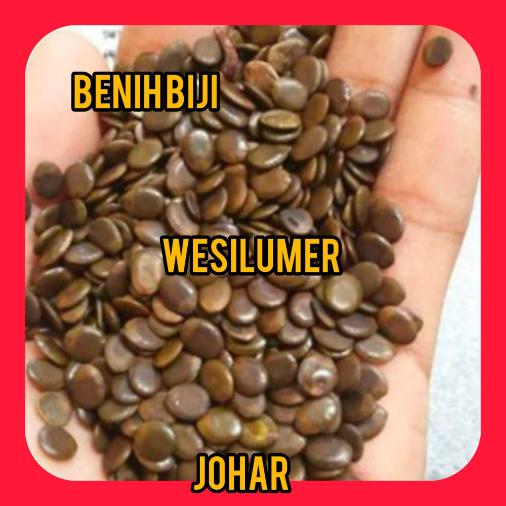 Benih Biji Daun Johar 10 Butir