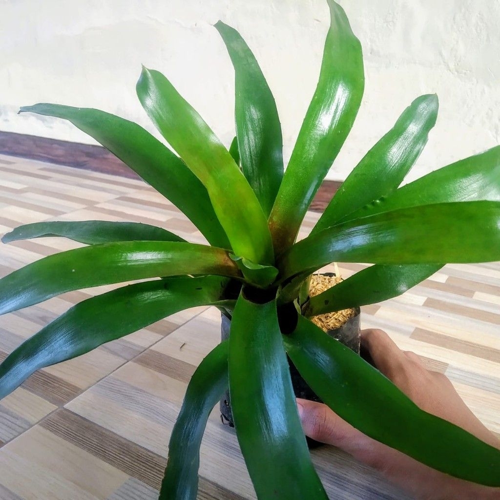 Bromelia hijau