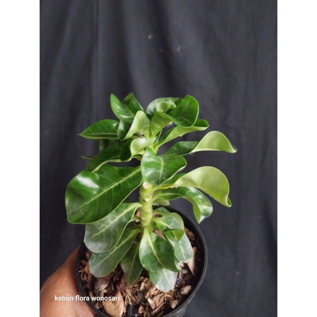 Adenium DHA 1